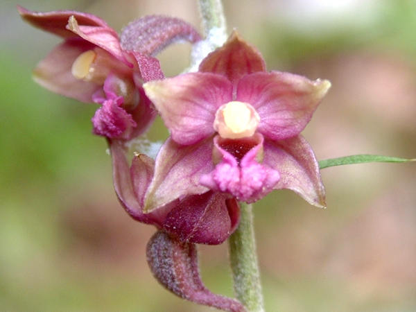 Epipactis atrorubens / Elleborine violacea